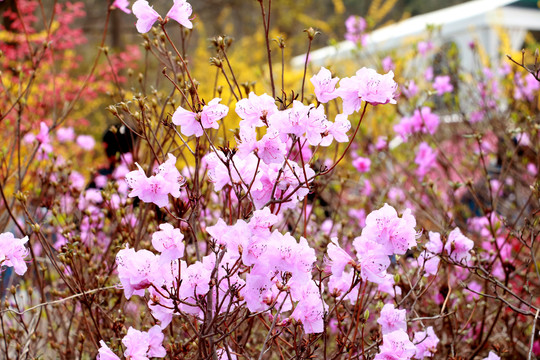 杜鹃花