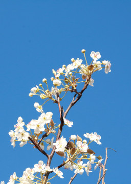梨花