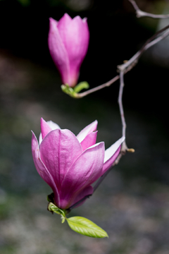 玉兰花