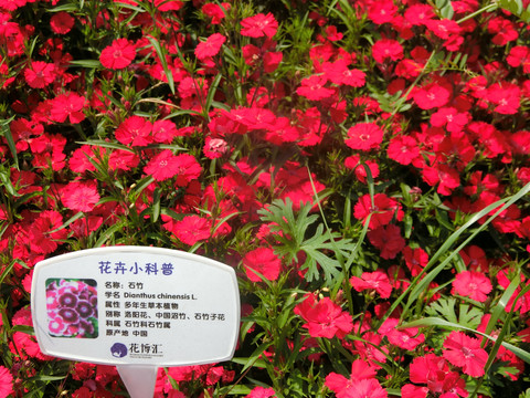 石竹