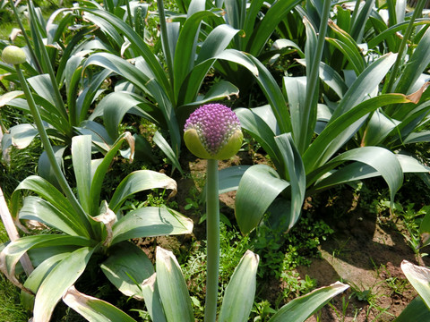大花葱