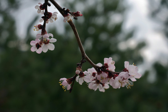 桃花