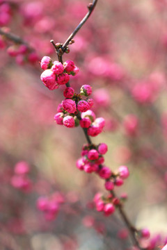 粉红桃花