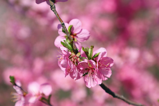 山桃花盛开