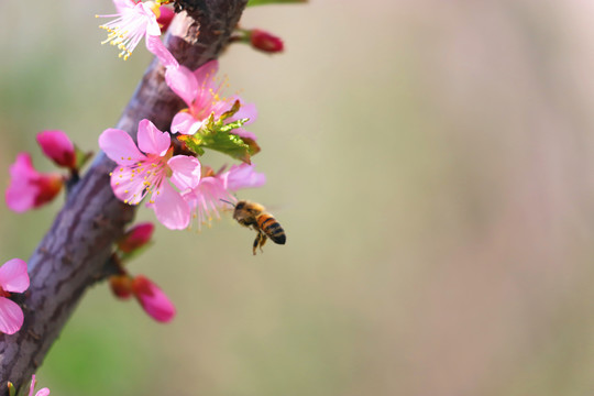 悬停的蜜蜂