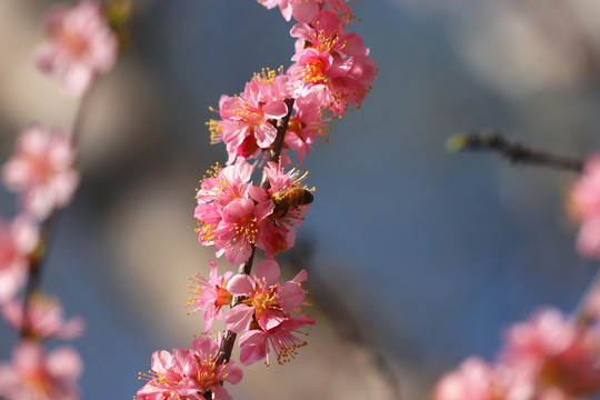 采蜜的蜜蜂