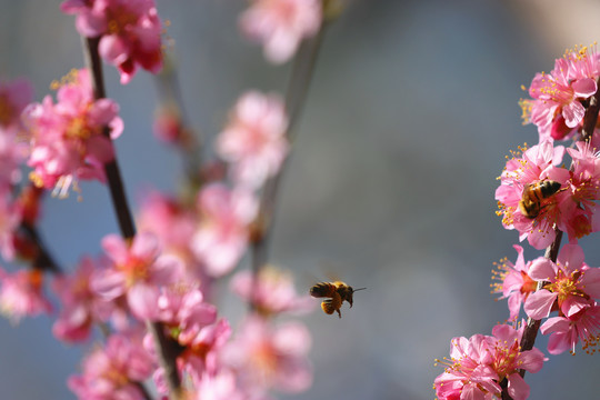 桃花中的蜜蜂