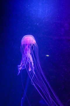 海底世界海洋水母