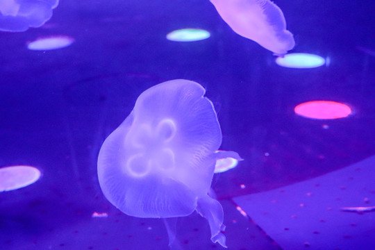 海底世界海洋水母