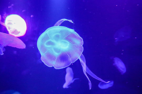 海底世界彩色水母
