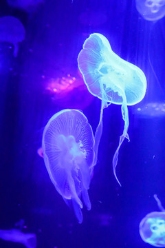 海底世界彩色水母