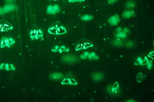 海底世界水母