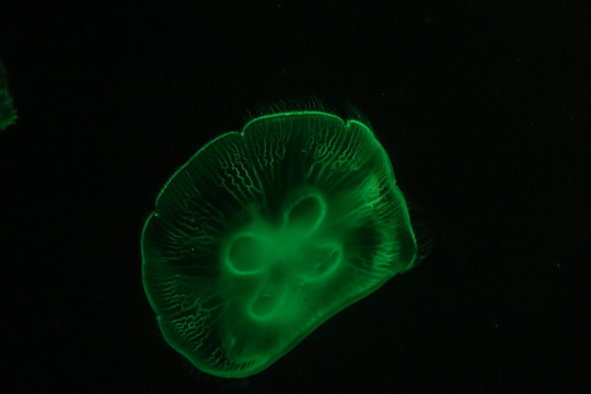 海底世界灯光水母