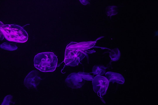 海底世界透明水母