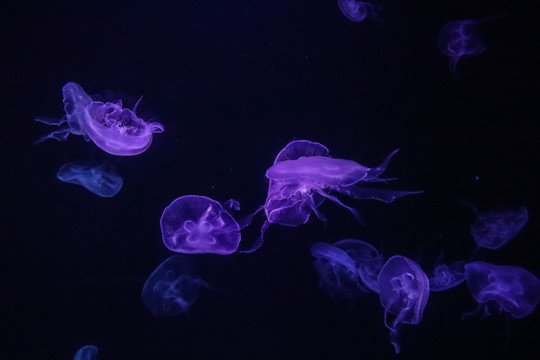 海底世界透明水母