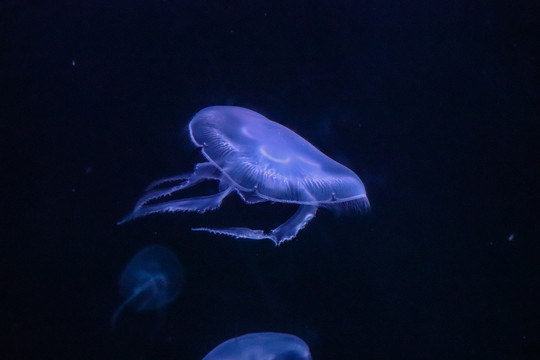 海底世界透明水母