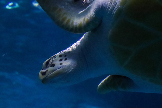 海洋馆千年海龟