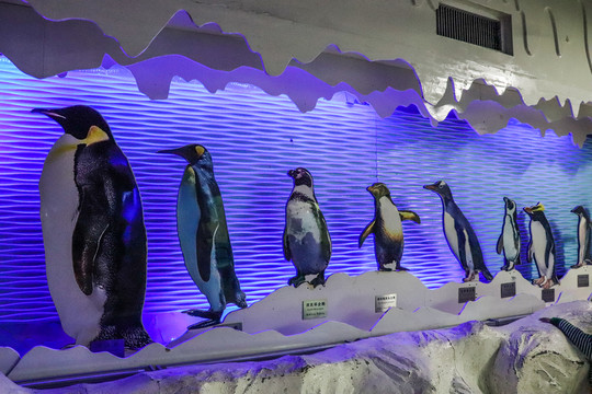 海洋馆企鹅