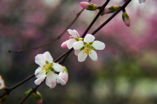 桃花