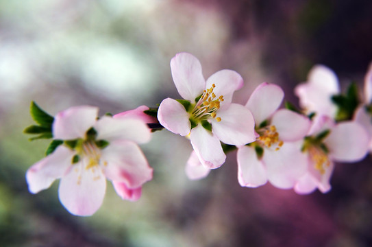 桃花