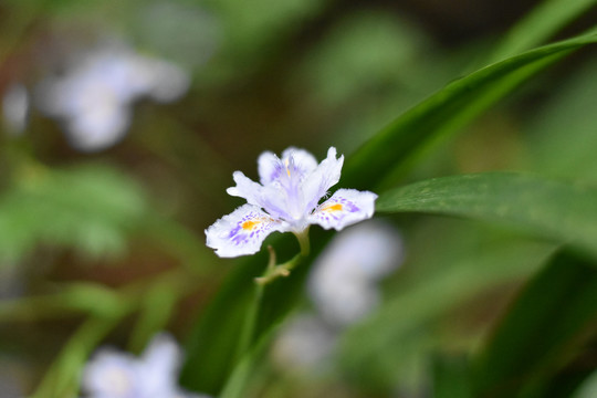 白色的花