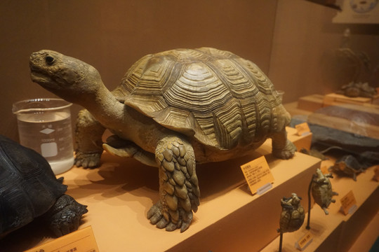中非陆龟