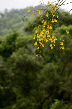 黄花