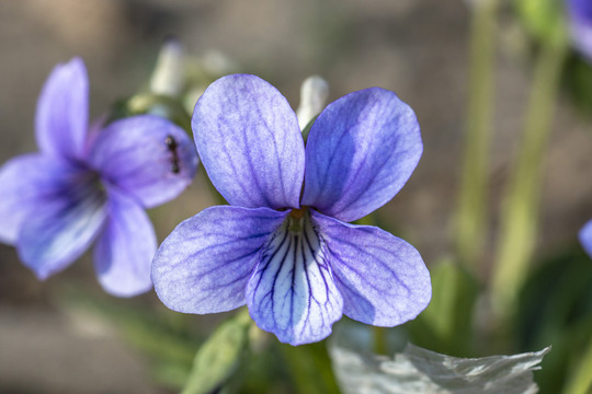 紫花地丁