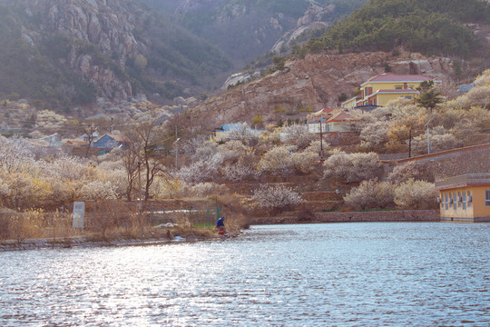 春天樱花田园