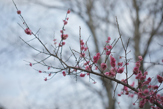 樱花