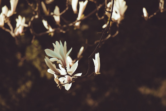 玉兰花