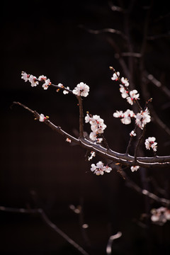 梅花