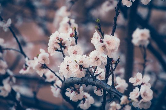 梅花