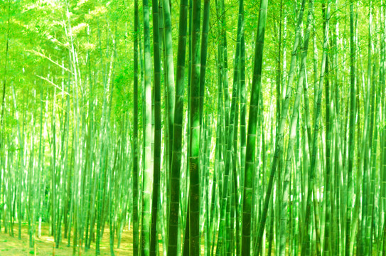 阳光竹林