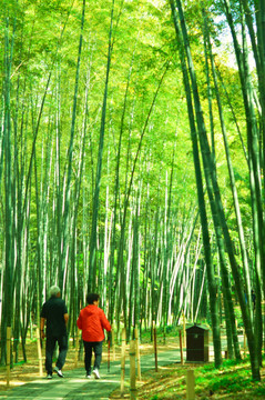 阳光竹林小路