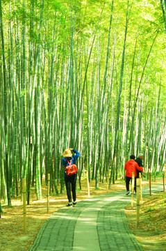 竹林小路