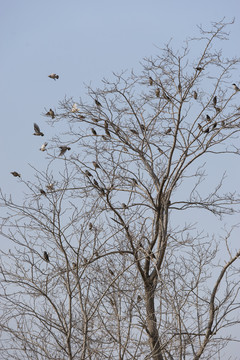树上的鸟群
