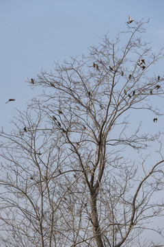树上的鸟群