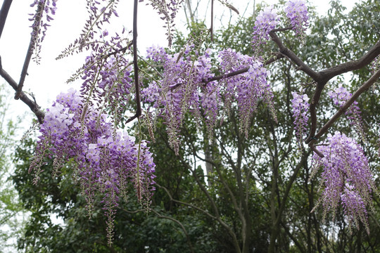 紫藤花