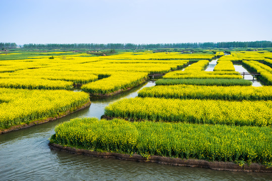 垛田油菜化