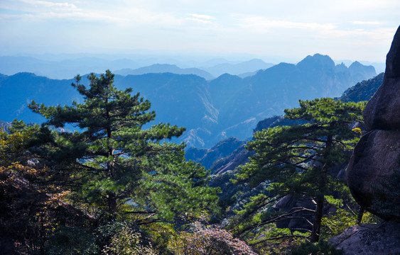 黄山松