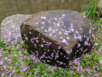 花瓣石头