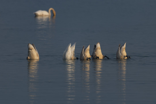 湖水中专心觅食的小天鹅