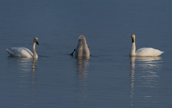 湖水中专心觅食的小天鹅