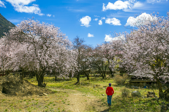 西藏林芝桃花节波密桃花沟春游