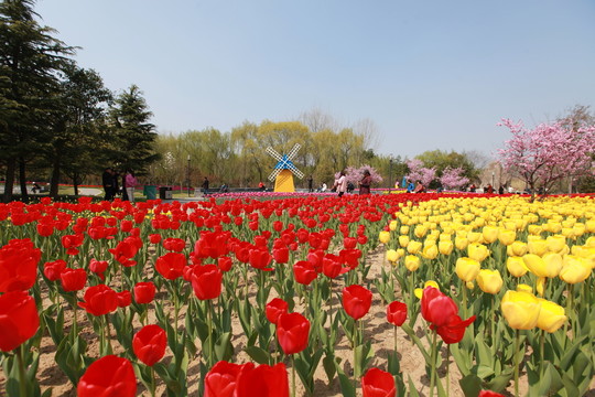 郁金香花海