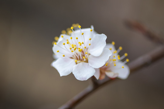 山杏花