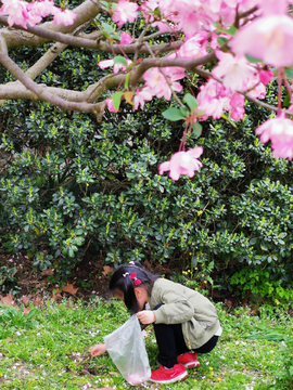 捡花瓣的女孩