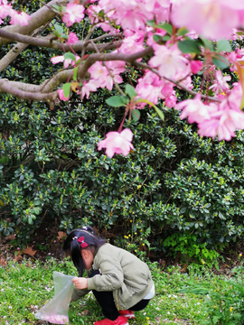 捡花瓣的女孩