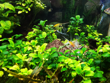 水族造景